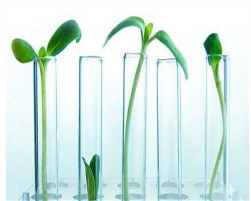 代怀孕价格-囊胚培养和移植适合哪些人群呢？