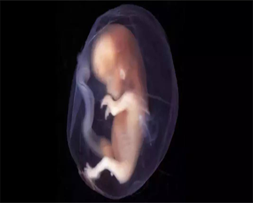 试管婴儿移植后胚胎着床过程