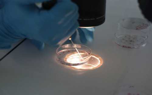 三代试管胎心后胎停怎么办