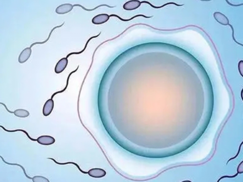 促排卵如何让卵泡优质，促排卵如何让卵泡优质排出