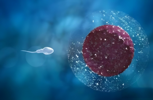 做完试管移植能吃芋头吗？做完试管移植能吃芋头吗孕妇？