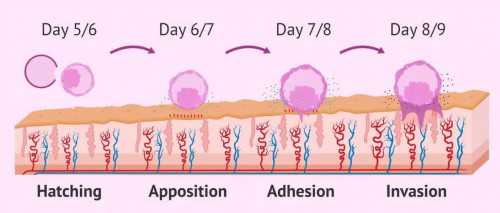 单身试管代生-请问单角子宫且只有3cm还能正常怀孕吗？